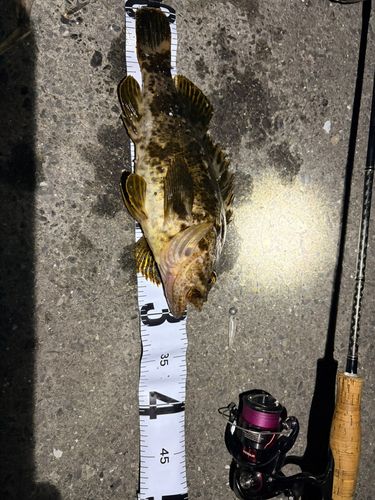 ベッコウゾイの釣果