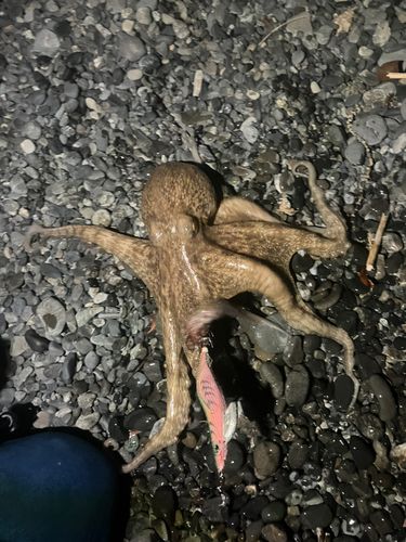 タコの釣果