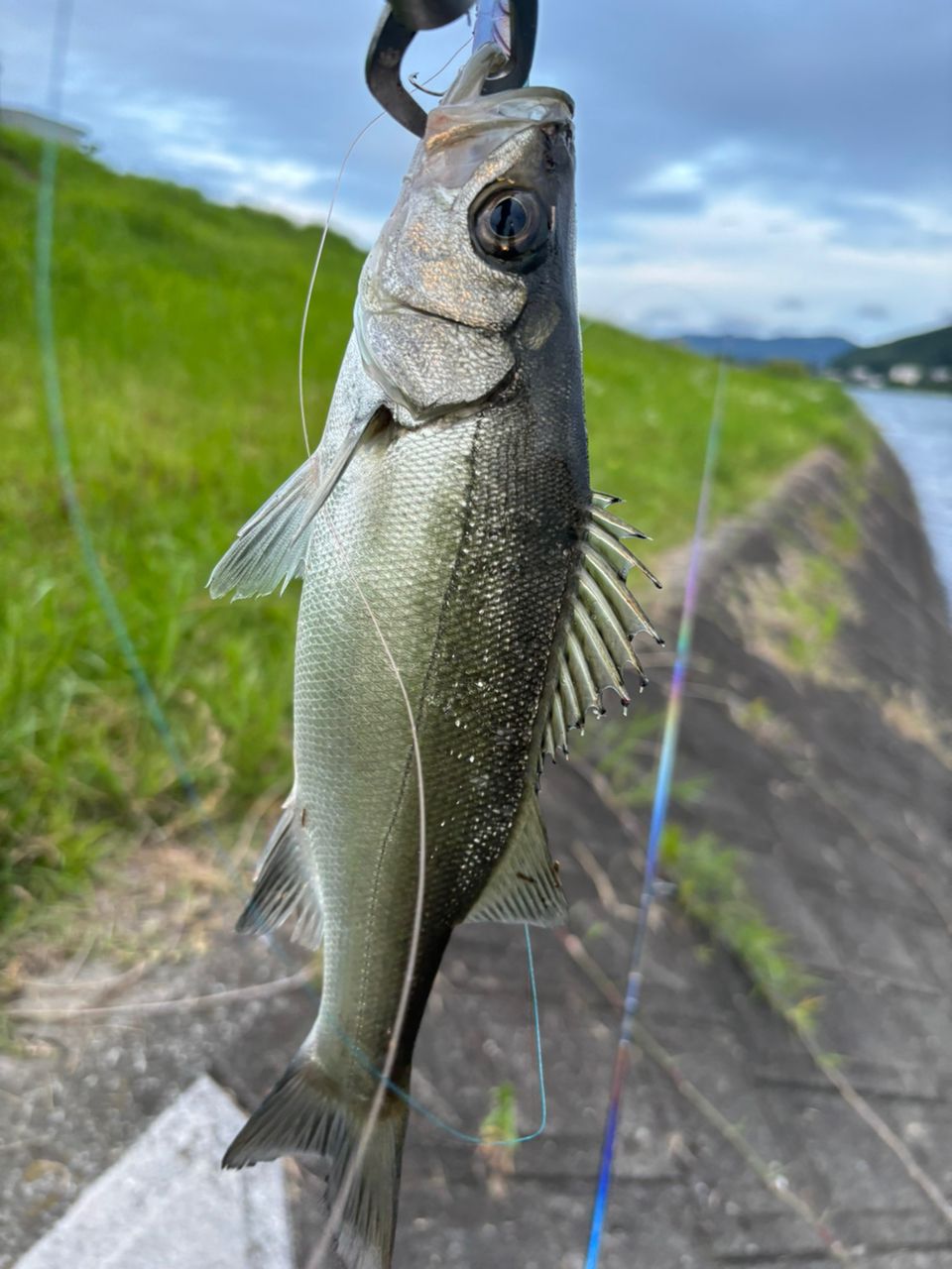 SHIMANO 22ステラ C3000XGの最安値・インプレ・釣果 | 本音の口コミが