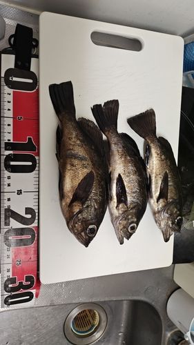 クロメバルの釣果