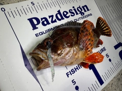ヨロイメバルの釣果