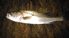 スズキの釣果