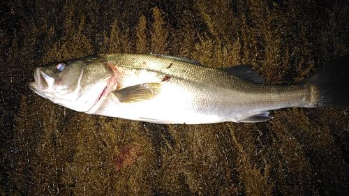 スズキの釣果