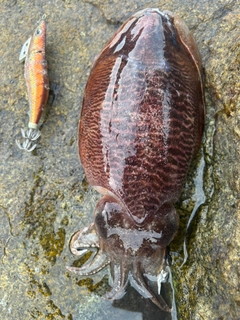 ハリイカの釣果