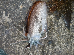 シリヤケイカの釣果