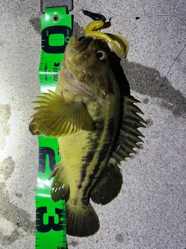シマゾイの釣果