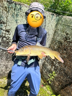 コイの釣果