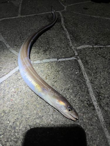 マアナゴの釣果