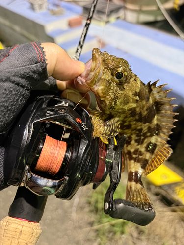 アラカブの釣果