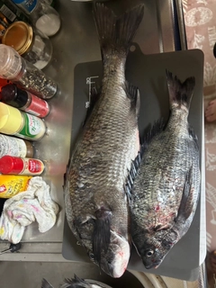 チヌの釣果