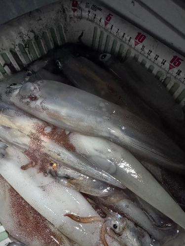 イカの釣果