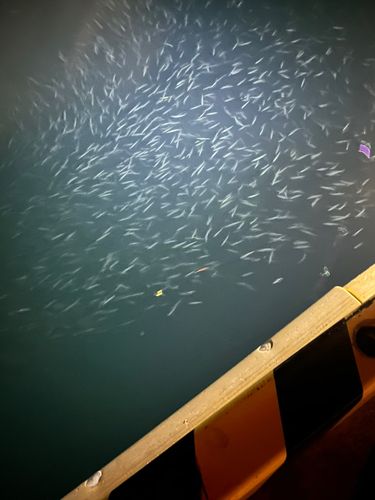 イワシの釣果