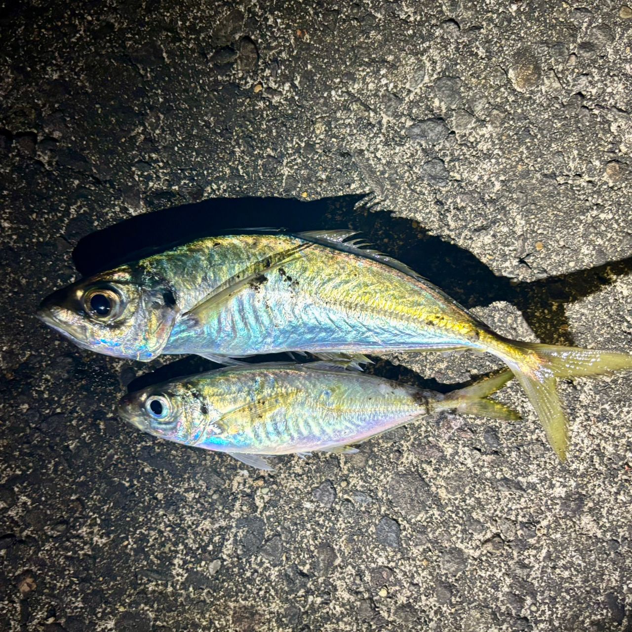 SHIMANO 22ソアレ SS アジング S54SUL-Sの最安値・インプレ・釣果