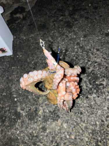 タコの釣果