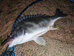 キビレの釣果