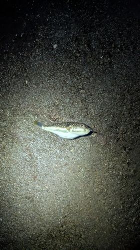 フグの釣果