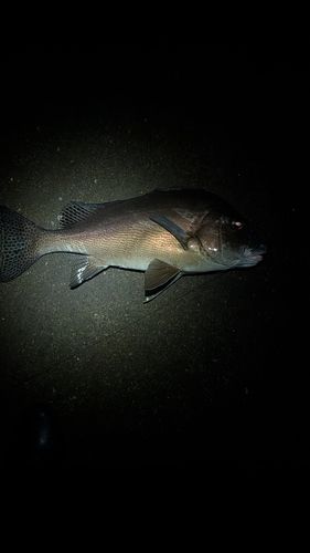 コロダイの釣果