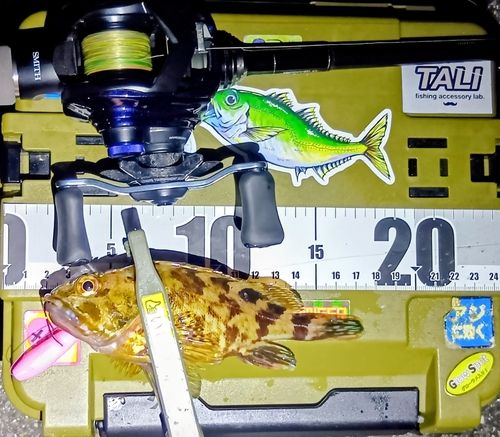 カサゴの釣果