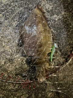 モンゴウイカの釣果