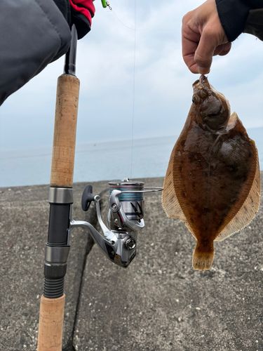カレイの釣果