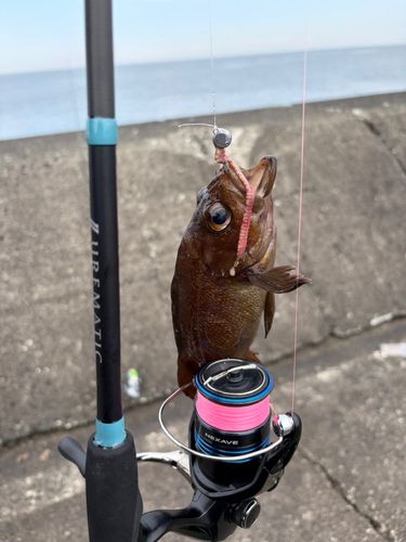 エゾメバルの釣果