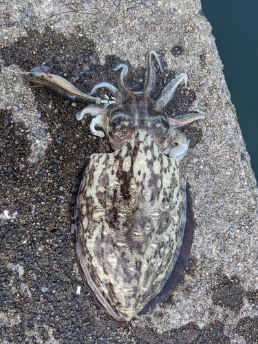 コウイカの釣果