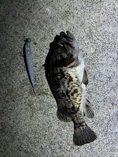 クロソイの釣果
