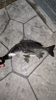 クロダイの釣果