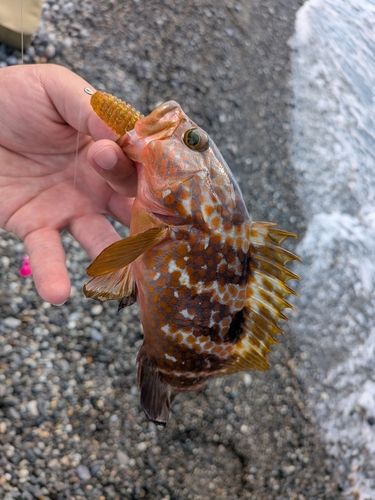 キジハタの釣果