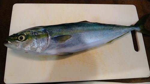 イナダの釣果