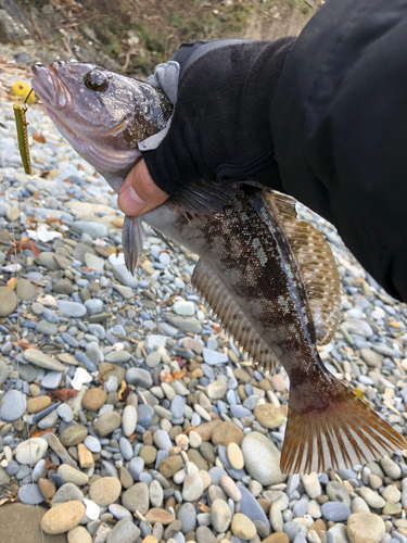 アイナメの釣果