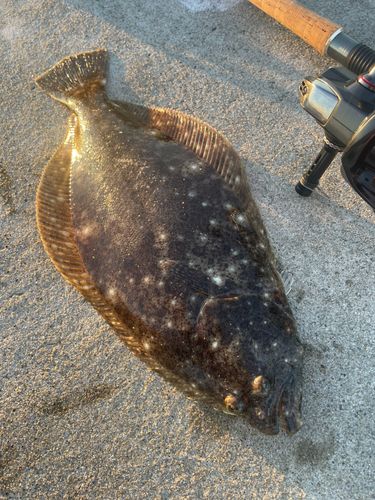 ソゲの釣果