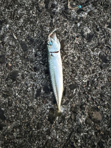 サバの釣果