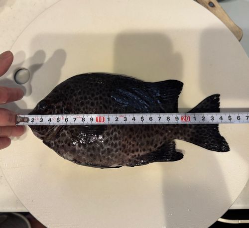 イシガキダイの釣果