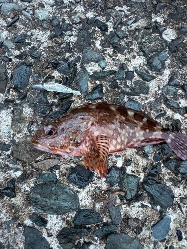 アラカブの釣果