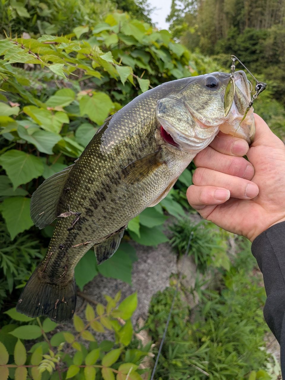 SHIMANO 21ゾディアス (パックロッド) S68ML-5の最安値・インプレ
