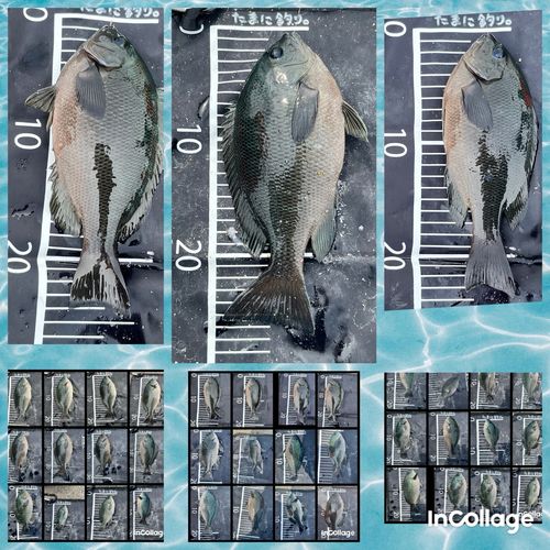 メジナの釣果