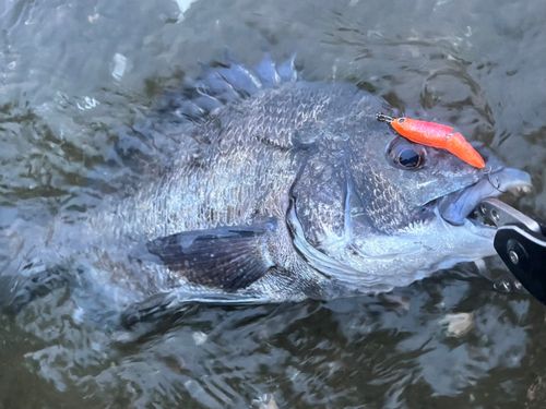 チヌの釣果