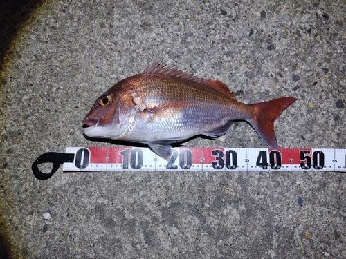 マダイの釣果