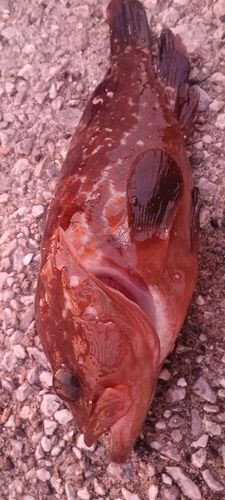 アコウの釣果