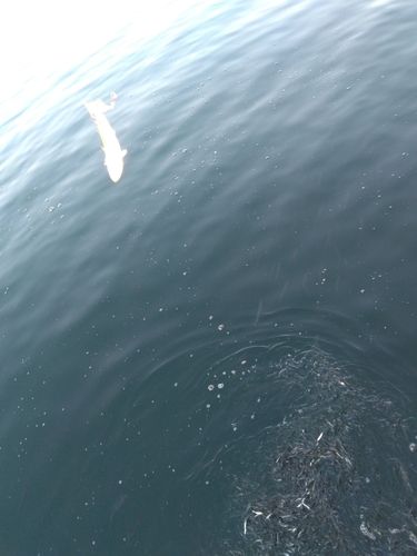 カタクチイワシの釣果