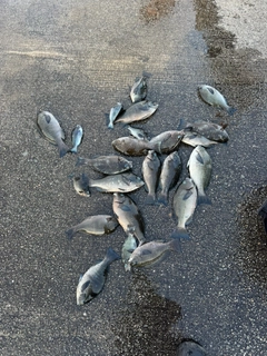 グレの釣果