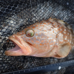 キジハタの釣果