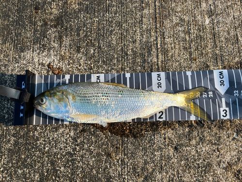 コノシロの釣果