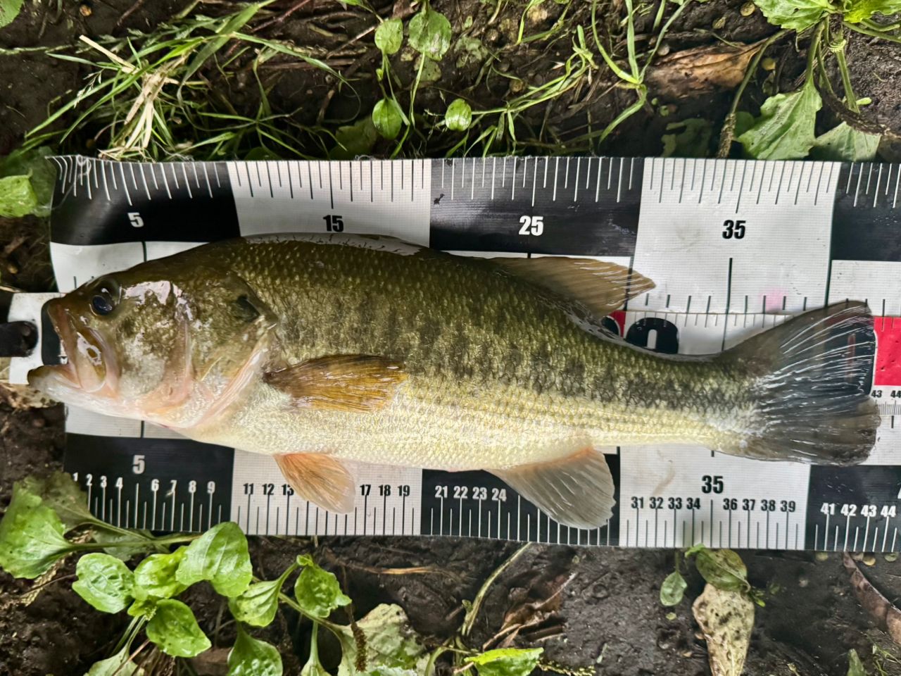 DAIWA 19エアエッジ モバイル 644L/MLS-STの最安値・インプレ・釣果