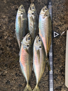 アジの釣果