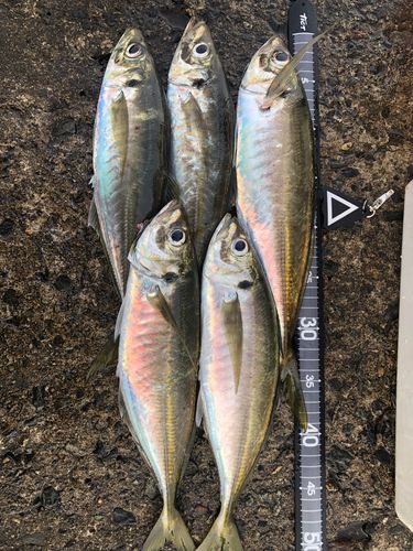 アジの釣果
