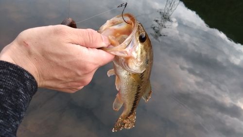 那珂川（福岡）で釣れたブラックバスの釣り・釣果情報 - アングラーズ