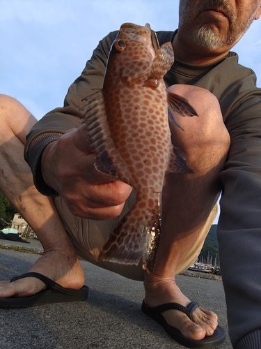 オオモンハタの釣果
