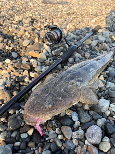 マゴチの釣果